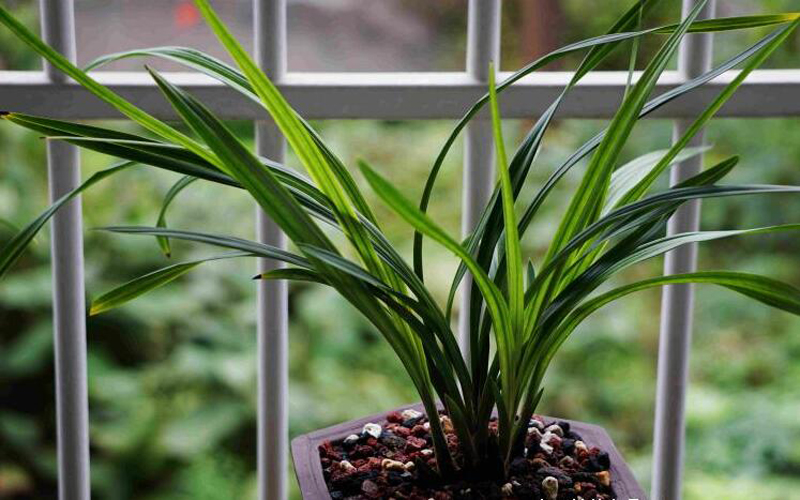 养兰花一年不会死的秘诀,养兰花避开3点基本上不会烂根了