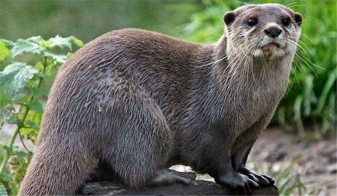 平头哥被眼镜蛇咬,平头哥野外生存被毒蛇咬了