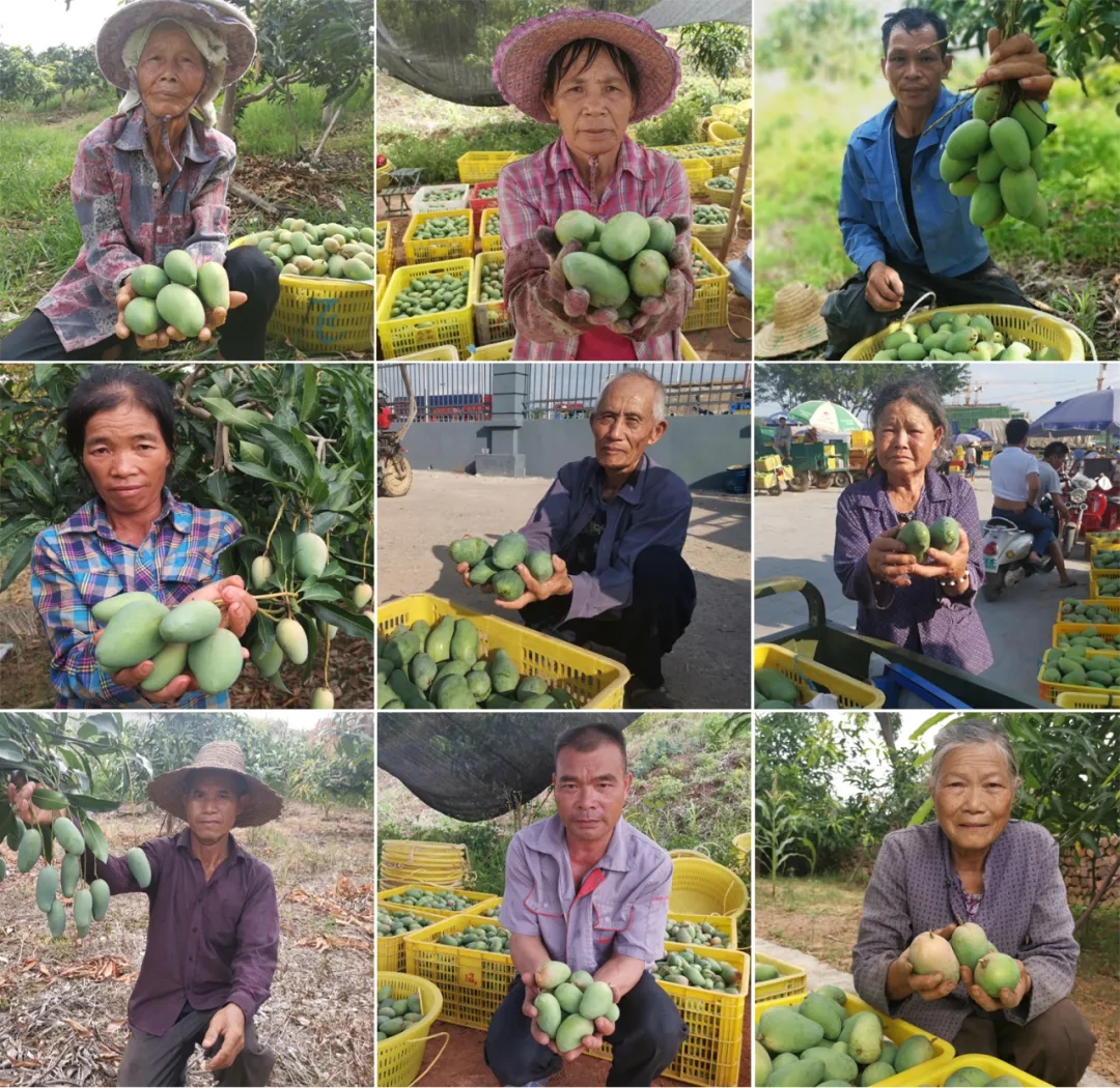 疫情防控造成红薯滞销,疫情突如其来农产品滞销