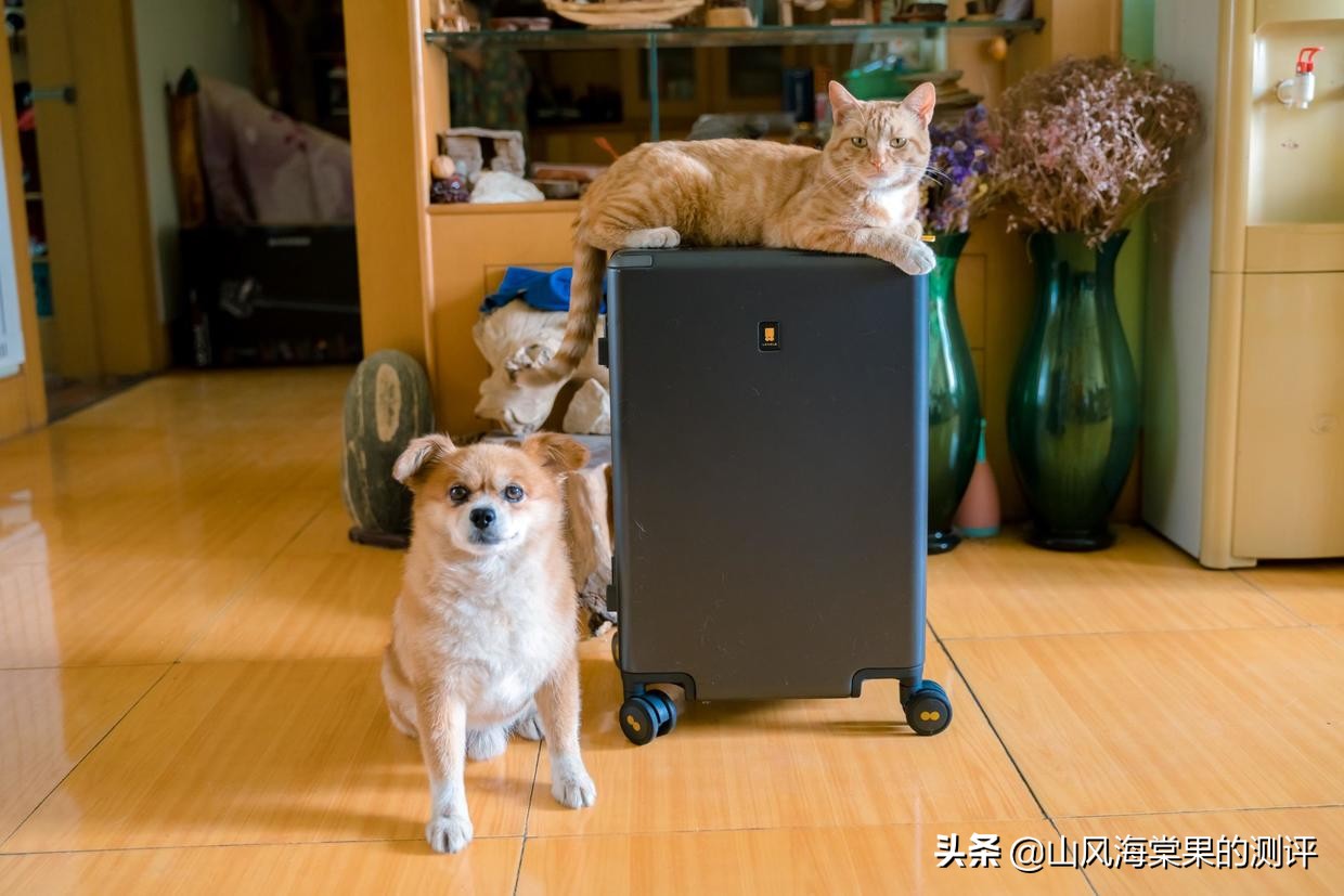 地平线八号行李箱个性装扮,地平线八号行李箱如何鉴定为正品