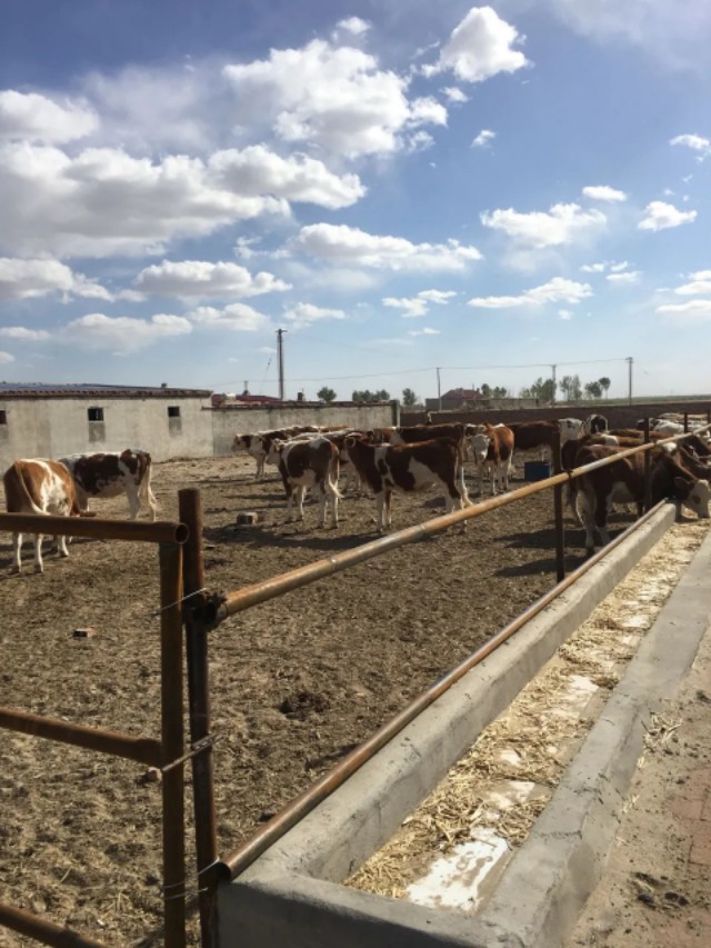 牛不吃草不反刍喂啤酒有用吗,牛不吃草不反刍发烧怎样治疗