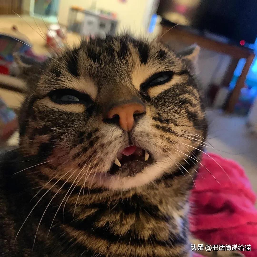 猫兄妹可爱视频,矮脚猫兄妹