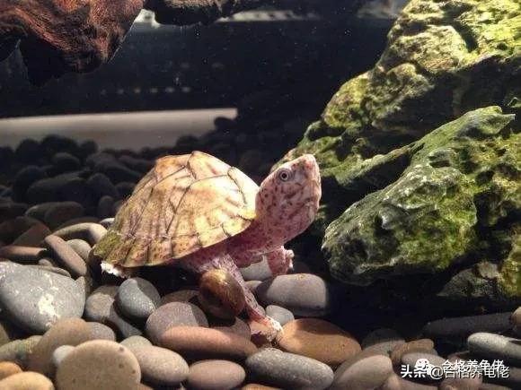 龟被咬伤后该怎么处理？