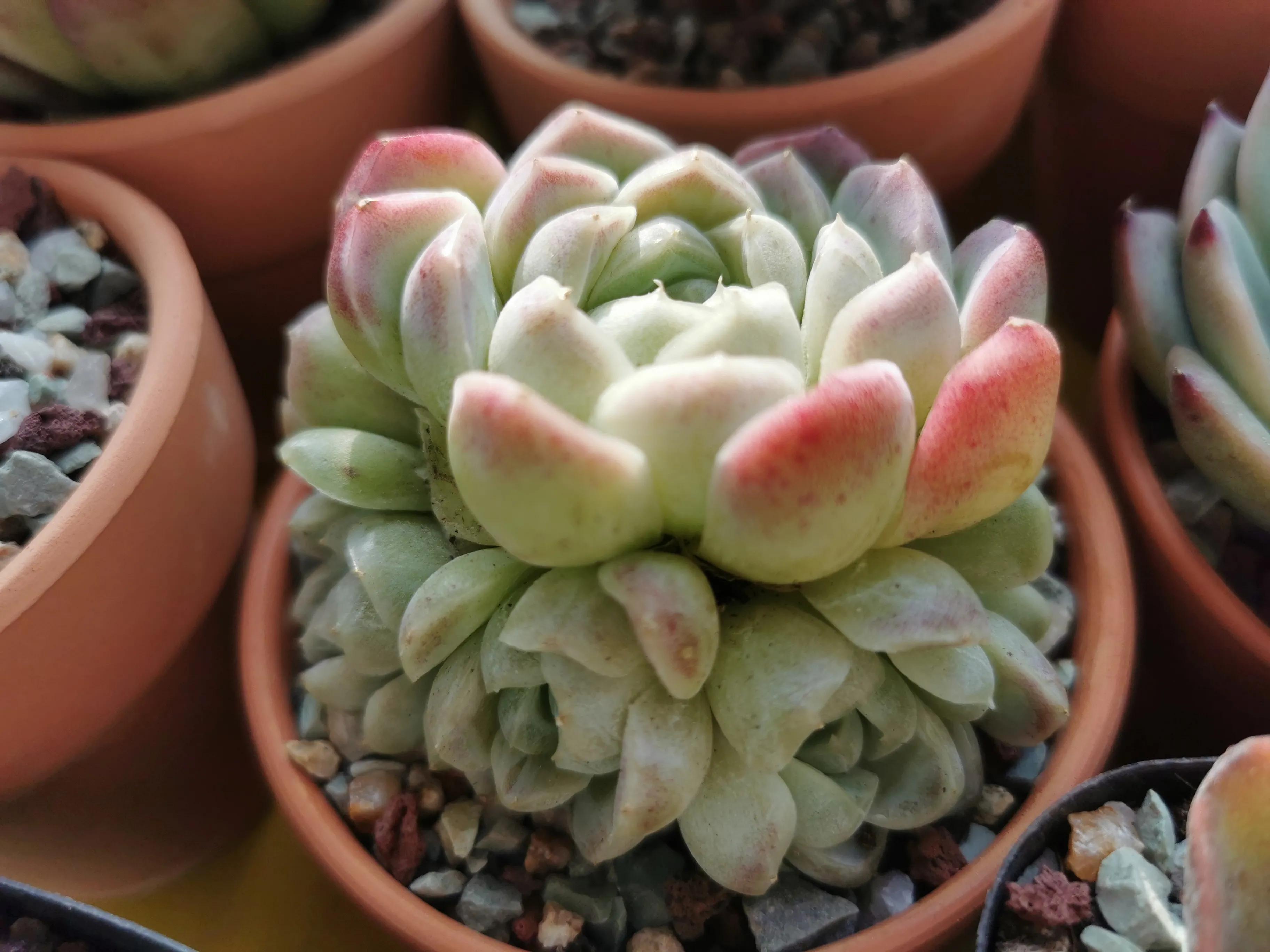 新购大单头多肉上盆,多肉品种大全大集合