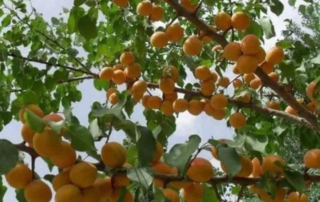 麦黄时节杏儿熟诗歌,麦收时节杏儿黄上一句