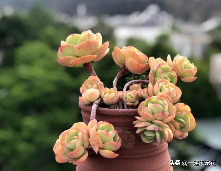 多肉碧桃叶子有黑边,碧桃多肉叶子化水怎么办