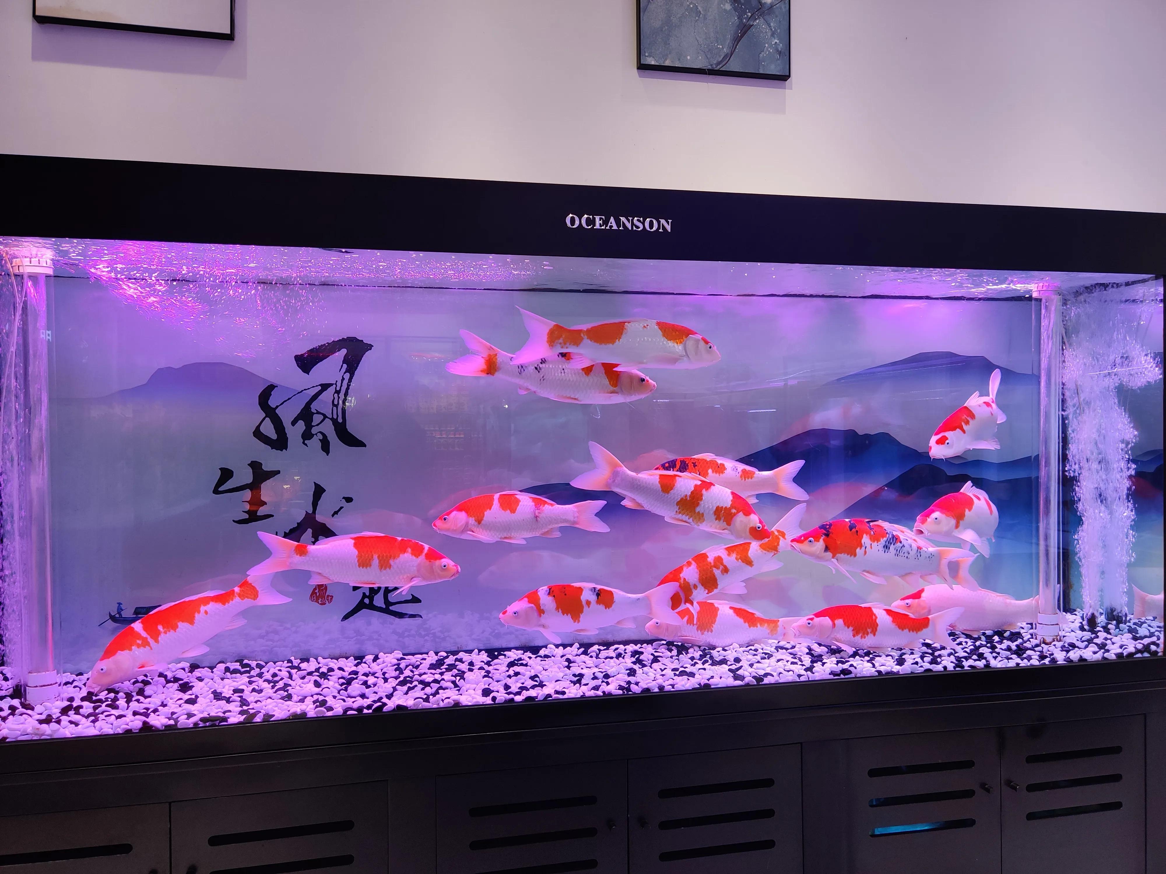 底滤鱼缸里的小鱼不见了怎么回事,底滤大鱼缸换水的正确方法