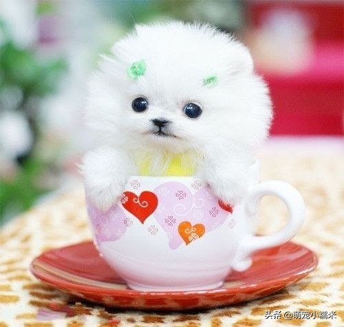 泰迪摇头晃脑怎么回事,翻白眼摇头晃脑的泰迪