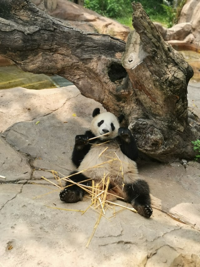 长隆野生动物园值不值得去玩,广州长隆野生动物园在哪里