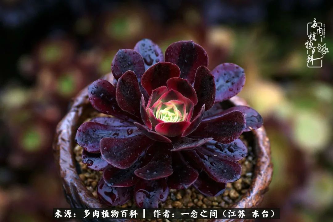 遇见花开蓝莓糖,遇见花开蔬菜沙拉酱