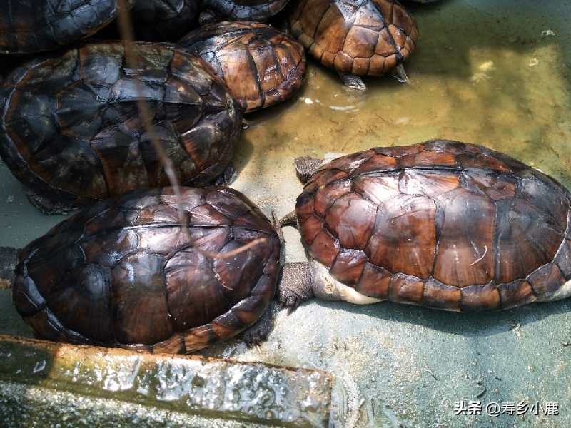 石金钱龟跌落神坛,跌落神坛的宝石