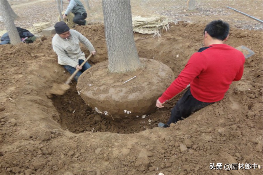 银杏树死亡移植,银杏为什么扦插不易成活
