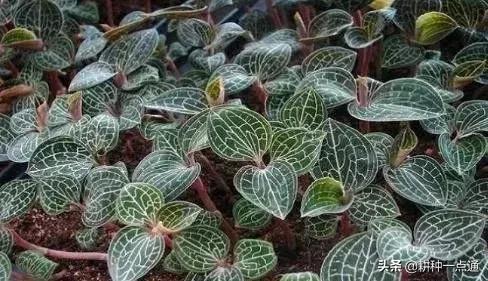 种植金线莲药材致富,金线莲种植可以赚钱吗