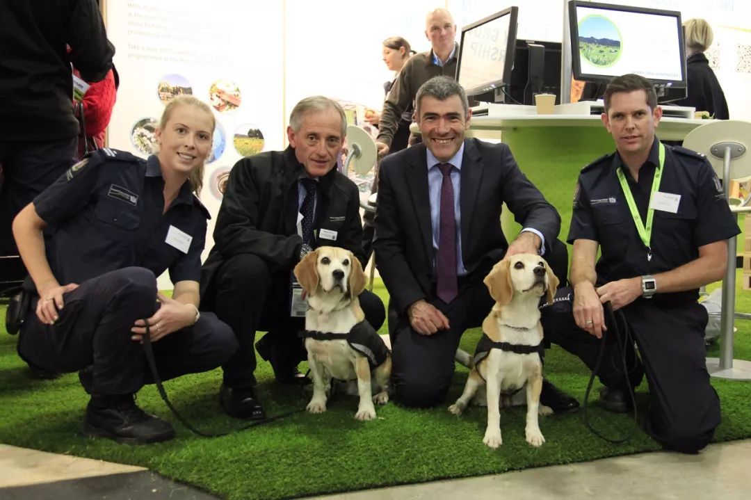 为什么试验犬用比格,检疫犬为什么寿命短