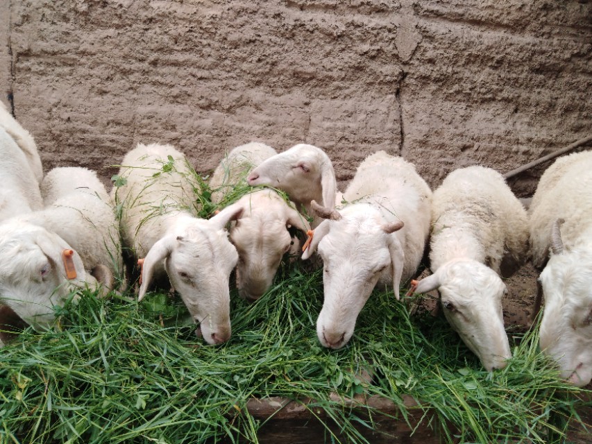 养羊出现的问题,母羊流产的原因及防治措施