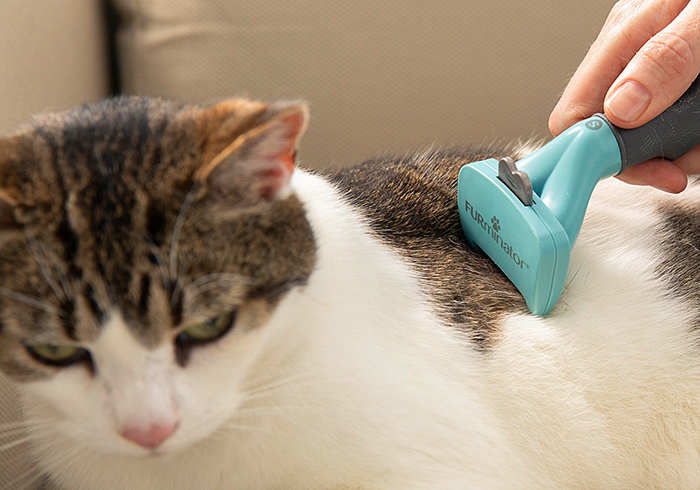 想撸猫但是猫害怕怎么办,想撸猫又怕脏怎么办