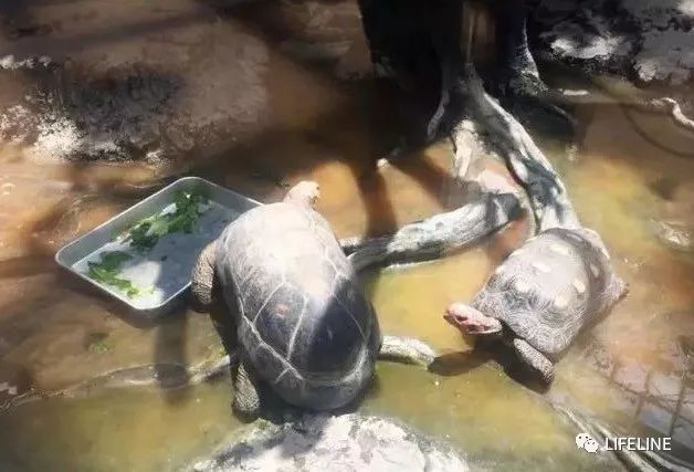 红腿陆龟如何家庭散养,广东红腿陆龟养殖方法