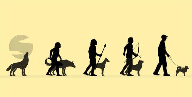 人类禁止*亲近**繁殖，为什么却让狗“回交”？甚至品种越纯越好？