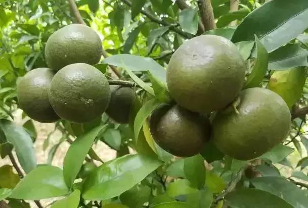 柑橘锈壁虱什么时间发生,柑橘锈壁虱危害图