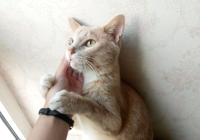 猫咪能闻到主人身上独特的味道吗,猫咪能闻到主人嘴巴里的味道吗