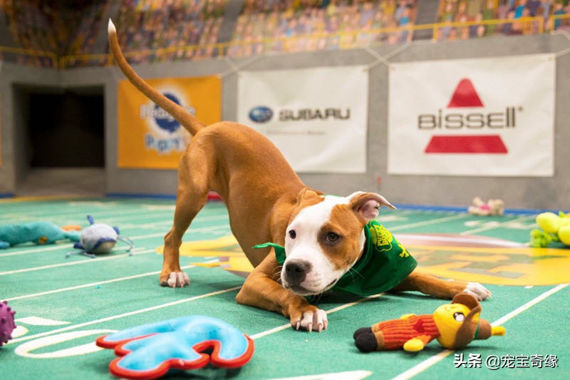 缇庡浗鐘被澶ц禌,缇庡浗鐙楃嫍姣旇禌缁艰壓