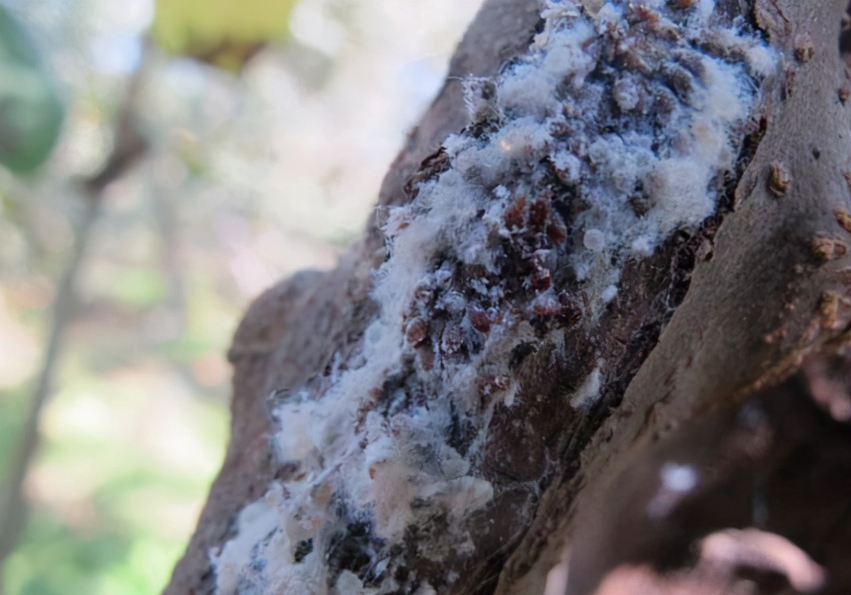 防治苹果绵蚜兼治黄蚜的高效药剂,苹果棉蚜与苹果黄蚜