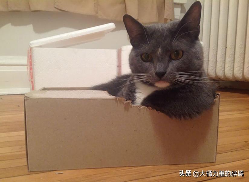 猫咪为什么喜欢咬纸箱吃,猫咪为什么爱咬塑料袋咬完就吐