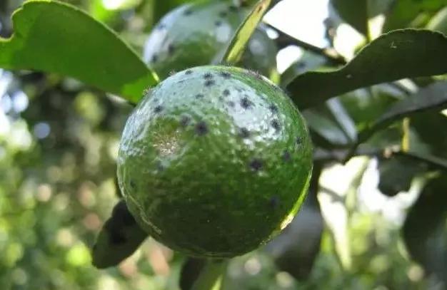 柑橘12月有什么病害虫害,柑橘全年病害虫害最新防治方法