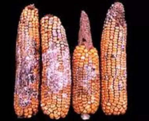 养猪场常见的6种霉菌毒素，以及它们对猪的危害，都在这里了