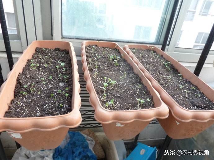 阳台种菜菜长得快怎么办,如何在阳台种菜的方法和技巧