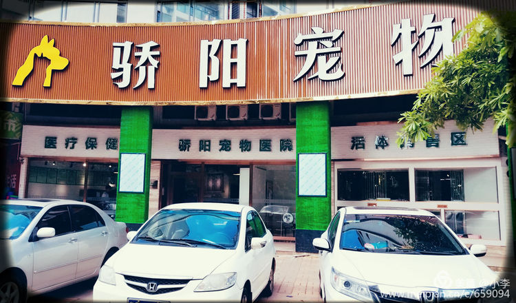 珠海猫猫宠物会所服务商,珠海宠物矫正训练