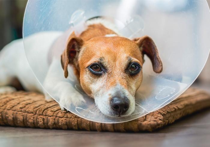 给狗狗强行喂药会造成什么伤害,狗狗喂药要隔多长时间才可以喂药