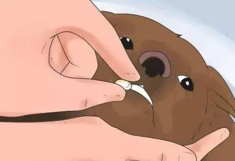 狗狗身上瘊子怎么去除,狗狗身上的斑点怎么去除