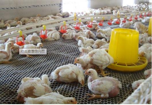 鸡子嗓子呼噜怎么办用什么药,鸡子喘气呼噜呼噜响吃什么药