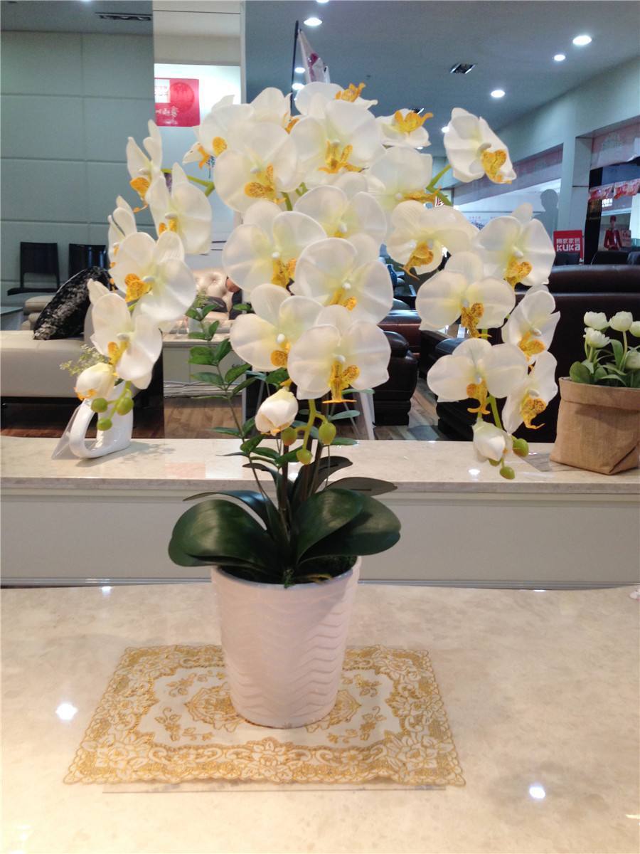 蝴蝶兰一浇水根就发霉,蝴蝶兰一夜之间就蔫巴了