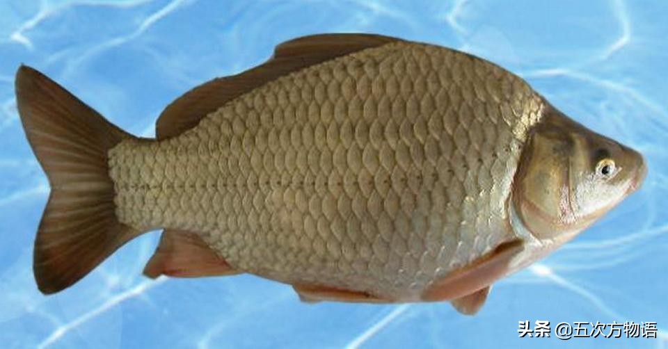 松花江名鱼三花五罗十八子,三花五罗十八子鳇鱼