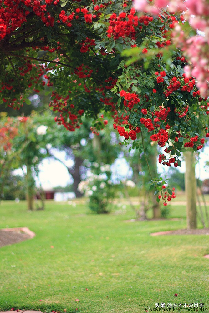 月季为什么黄叶带斑,月季浇水过多黄叶如何挽救