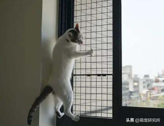 猫咪意外坠楼死了灵魂在家吗,猫死在窗户下好不好
