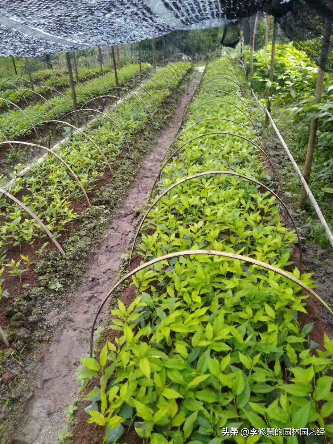 苗木种植后如何管理好种子,苗木栽培的正确顺序