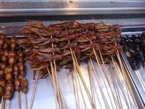 蚂蚱养殖现在前景如何,蚂蚱养殖有销路吗联系电话