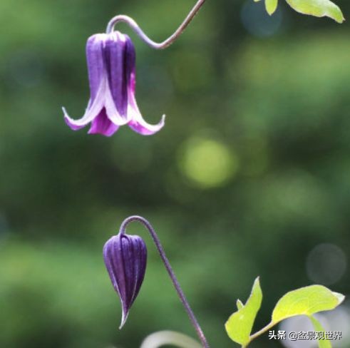 閾佺嚎鑾茬传鑹插皬閾冮摏,灏忛搩閾涢搧绾胯幉鍝佺