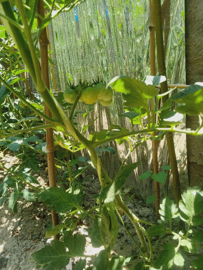 樱桃番茄最好的颜色,樱桃番茄挑选