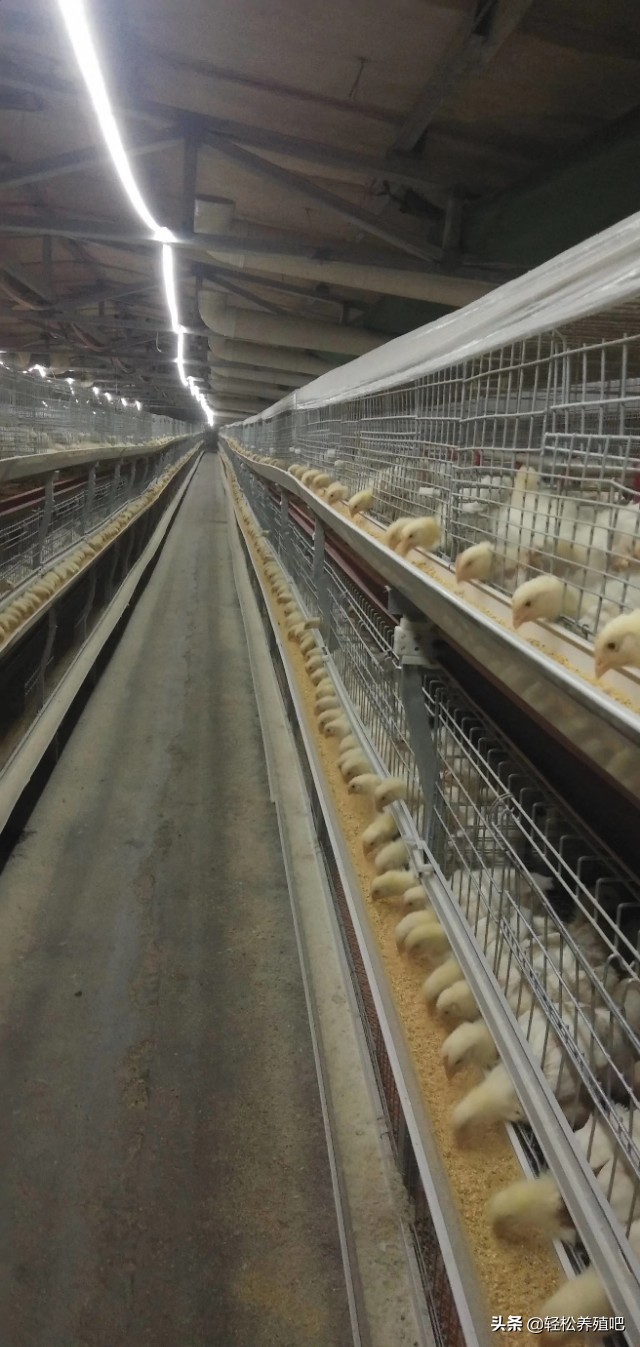 肉鸡呼吸道怎么治？不花钱就能治好