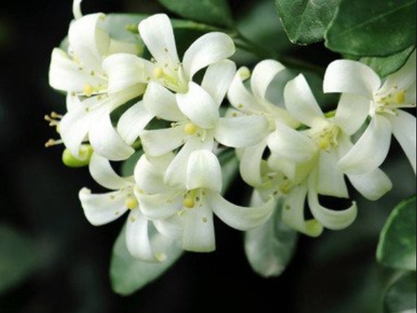 九里香怎样繁殖扦插,九里香开完花怎么修剪