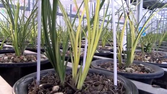 桐柏什么地方种兰花,桐柏种兰花