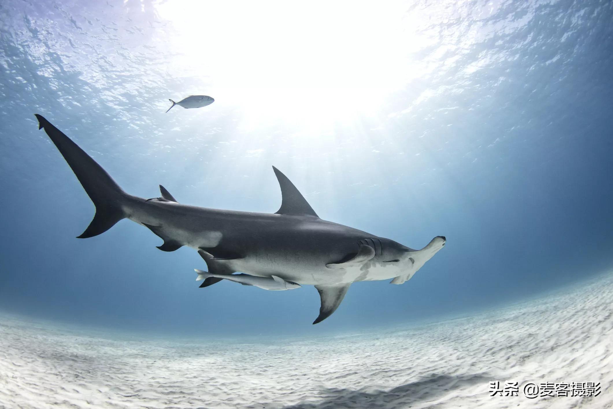 什么是鱼眼镜头的畸变,什么鱼眼镜头好