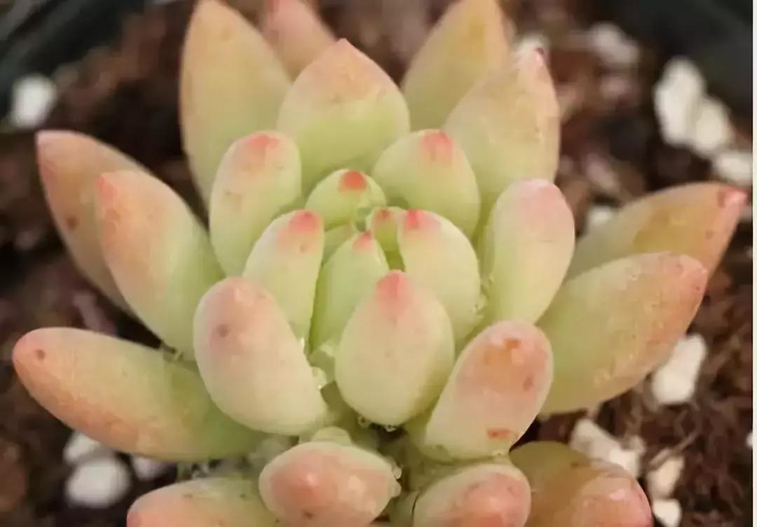 太阳把肉肉晒伤怎么办,夏天肉肉烂根和烂叶怎么办