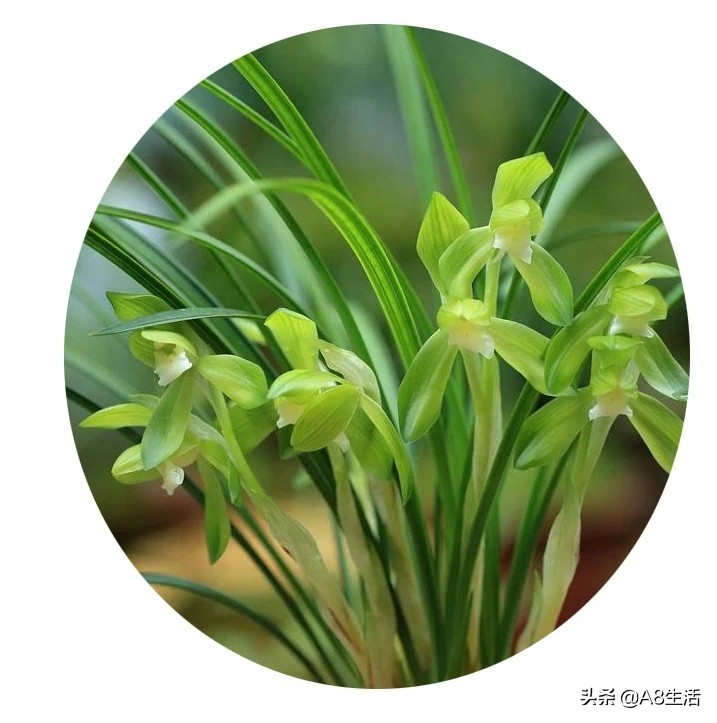 春兰张荷素兰花介绍,每日一品中国兰花春兰