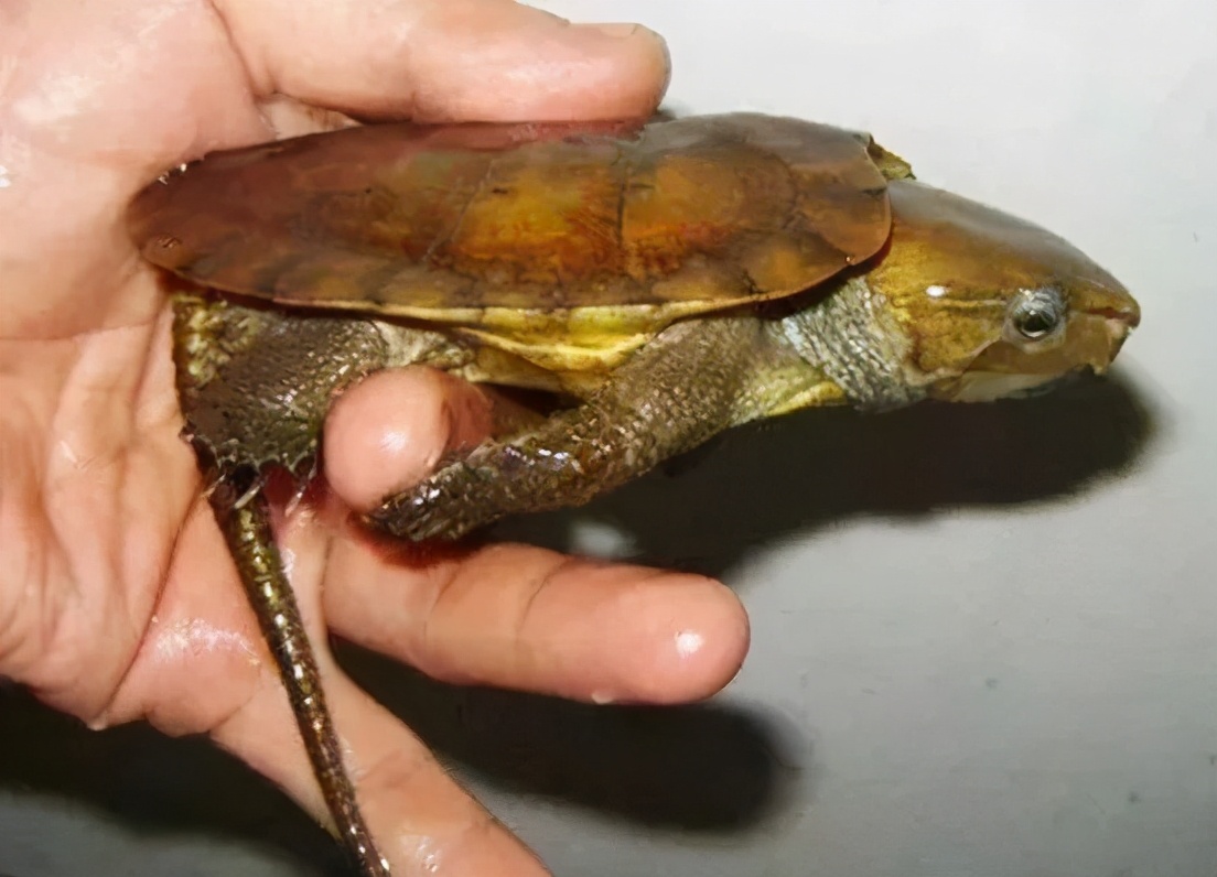 龟类纪录片,龟类图片