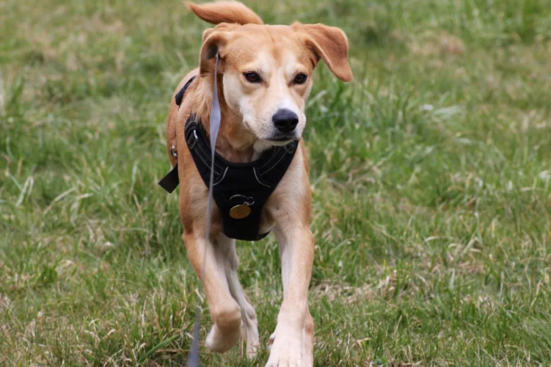 遛狗拉不住怎么办?遛狗时如何避免狗遛人和撒手没?